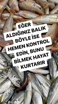 Bayat Balık Tüketilirse Ne Olur?