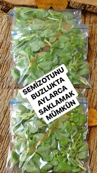 Dondurucuda Semizotu Saklama